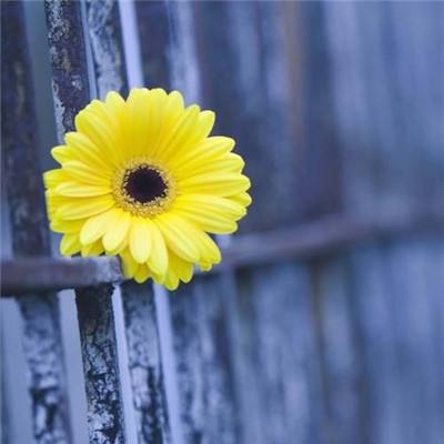 一分极速赛车平台