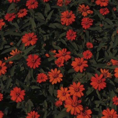 金沙集团186cc成色官方版下载